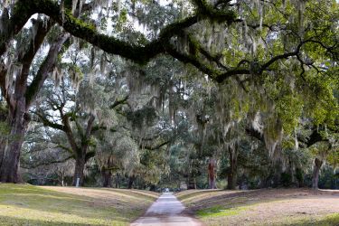 A Walk in the Garden at Brookgreen Gardens