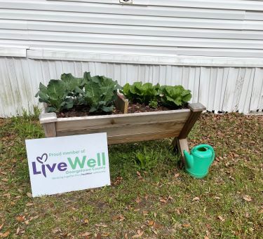 A green watering can sits beside a wooden garden planter with leafy greens growing.